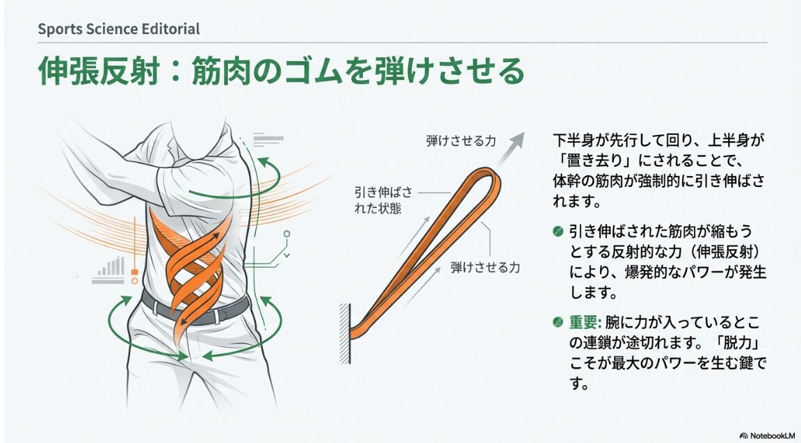 筋肉の伸張反射を利用したゴルフスイングの加速原理